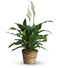 Simply Elegant Spathiphyllum from Boulevard Florist Wholesale Market